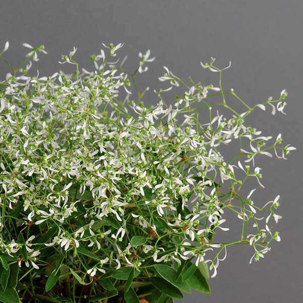 園芸ネット本店｜ユーフォルビア：F1グリッツ3号ポット 6株セット の