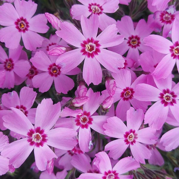 芝桜さん専用 芝桜（シバザクラ）：トロット4号ポット の通販 | 園芸ネット