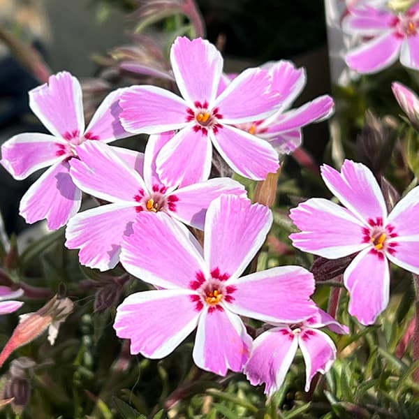 芝桜（シバザクラ）大輪：シャイニングストライプ3.5号ポット 12株セット