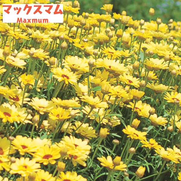 マックスマム：イエロー3.5号ポット 6株セット