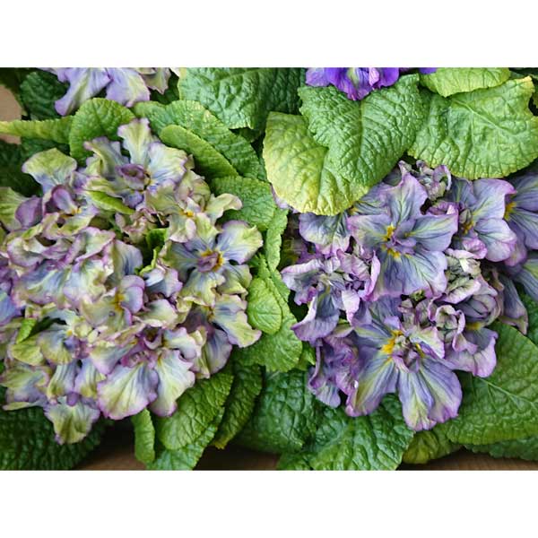 見元園芸のプリムラ：マーベルグリーン3.5号ポット 2株セット