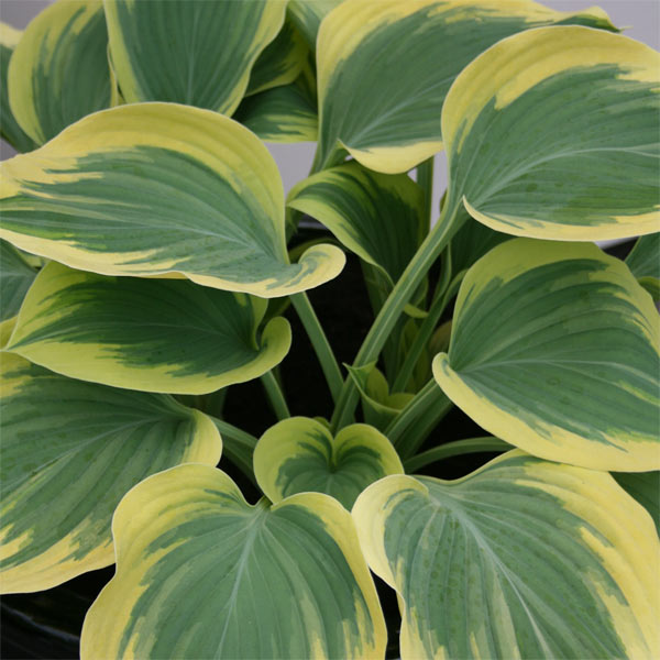 ギボウシ（ホスタ）：金星（キンボシ・キンセイ）7号ポット