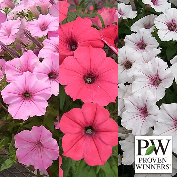 ペチュニア：スーパーチュニアビスタ3号ポット3色各4株合計12株セット（ピンク・パープル・シルバーベリー）