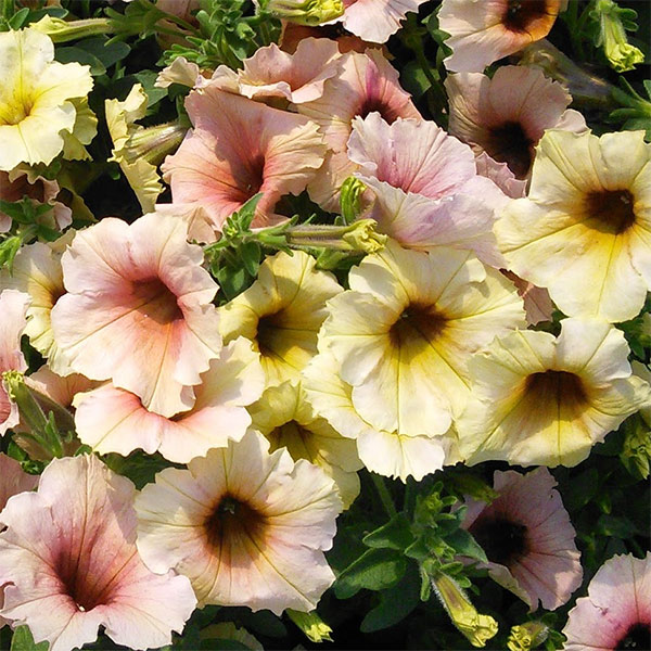 ペチュニア：ステファニー3.5号ポット 12株セット