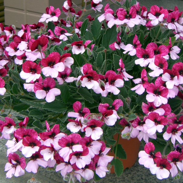 パンジーゼラニウム3号ポット