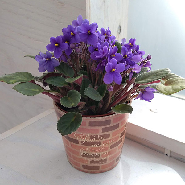 (専用出品)セントポーリア 13株セット Amazon.co.jp: ITANSE セントポーリア3.5号ポット苗/色ミックス