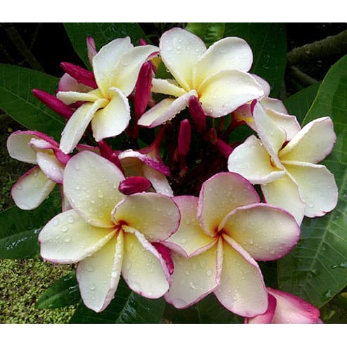 プルメリア：タイジェード（Thai Jade）5号鉢植え