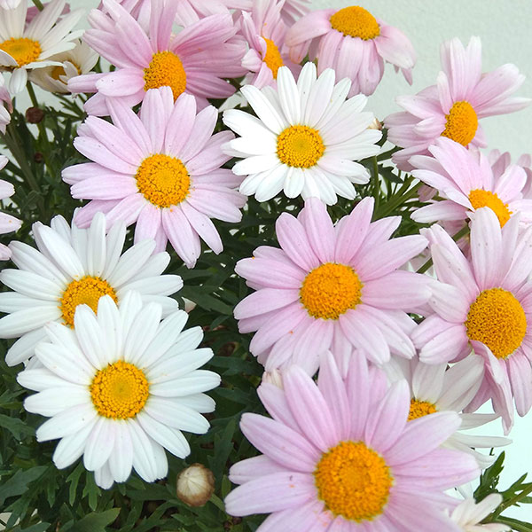 マーガレット：ローリー3.5号ポット 3株セット