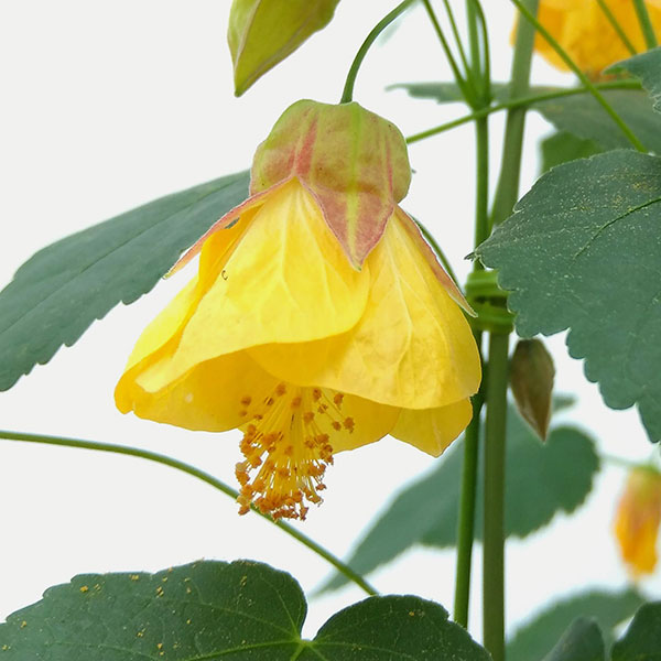アブチロン：イエロー6号鉢植え
