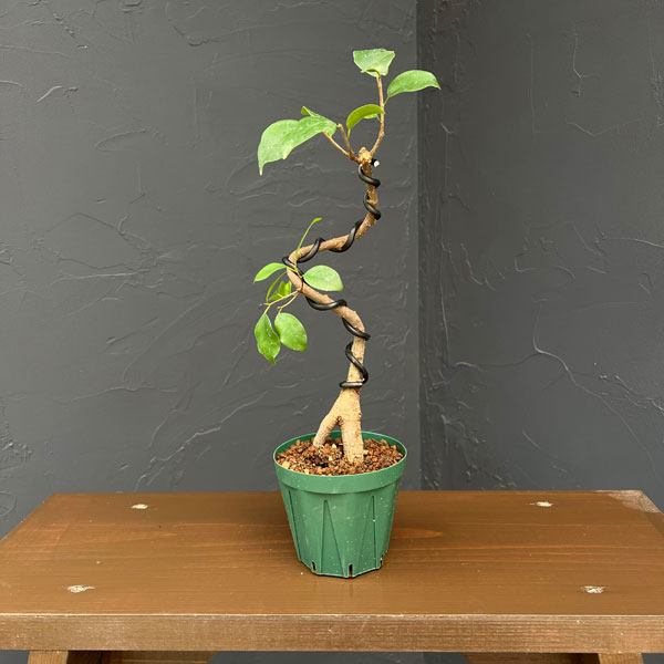 ガジュマル（曲げ仕立て）　3号鉢植え*