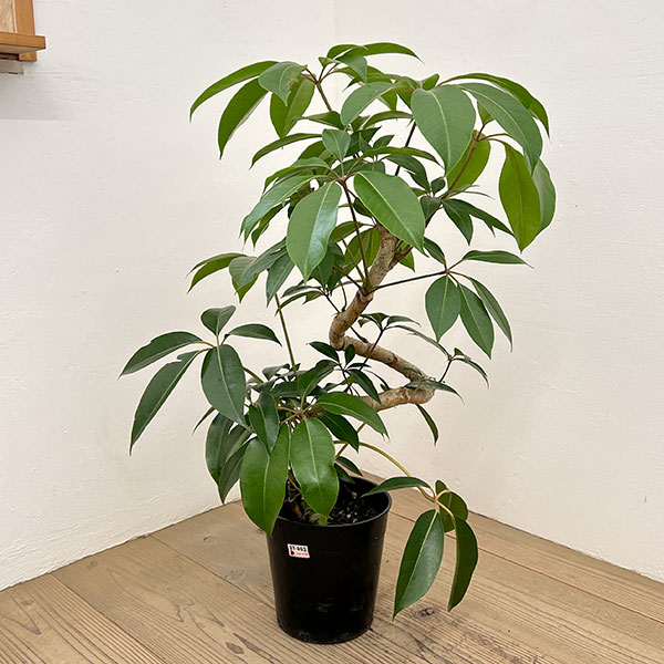 ツピダンサス（シェフレラ・ピュックレリ）　7号鉢植え
