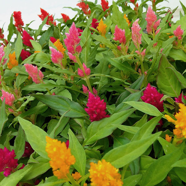 セロシア(ケイトウ・鶏頭):キモノ単色植え花色ミックス植え3.5号ポット 4株セット