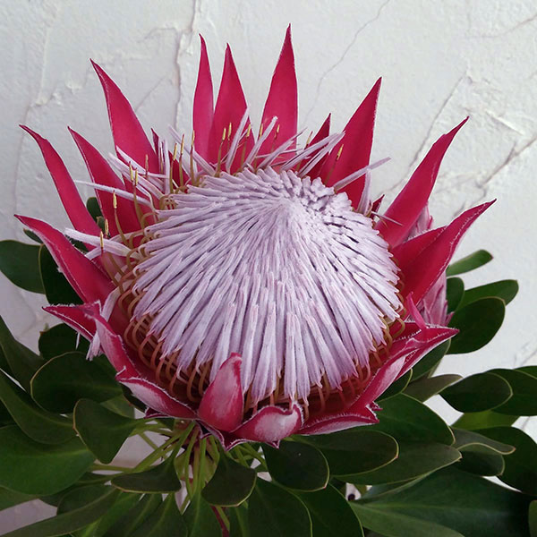 園芸ネット本店｜プロテア：リトルプリンス6号 の通販【公式】