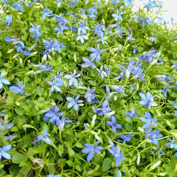 プラティア：ブルー（ディープブルー）3.5号ポット