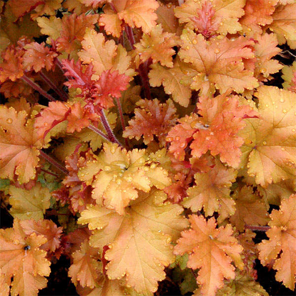 ヒューケラ：マーマレード3号ポット