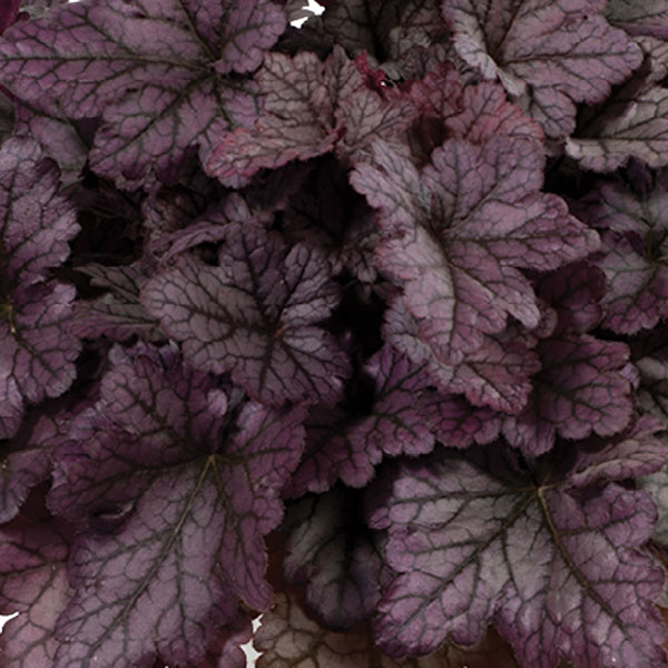 ヒューケレラ:パープルレインフォレスト3号ポット