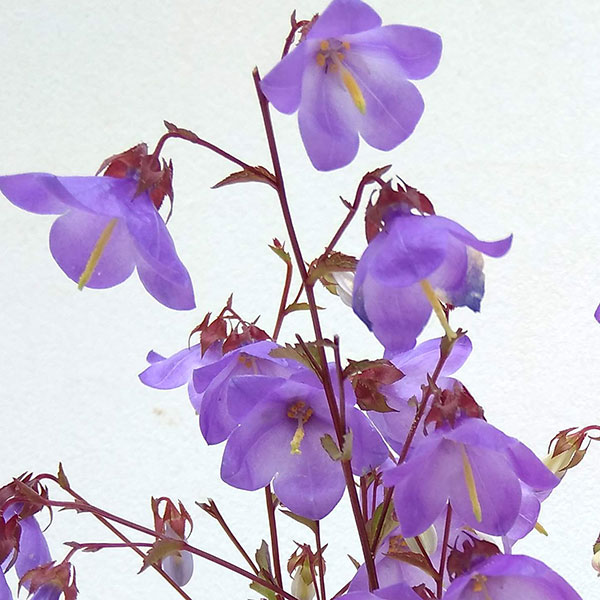 キキョウ：枝咲きキキョウ3.5号ポット