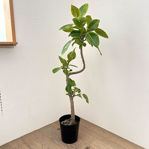 フィカス：アルテシマ 　7号鉢植え***