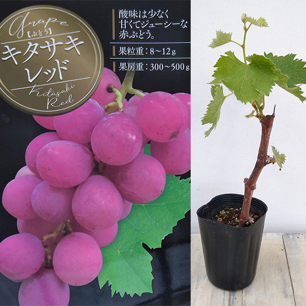 ブドウ：キタサキレッド挿木苗3.5号ポット