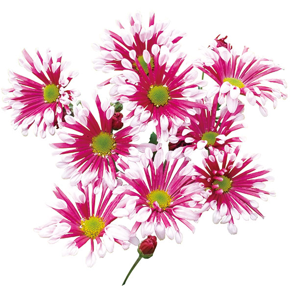 ピンク系小菊　秋咲き ピンク系小菊 秋咲き 精の咲 | 菊の育種、種苗販売。イノチオ精