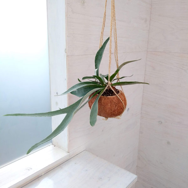 コウモリラン・ベイチー ココヤシ鉢仕立て の通販 | 園芸ネット 