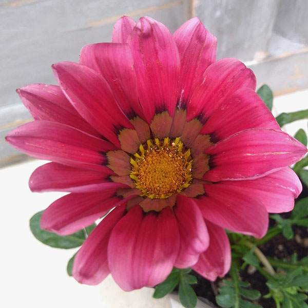 ガザニア：キス　ローズ３-3.5号ポット（緑葉にローズピンクの花）