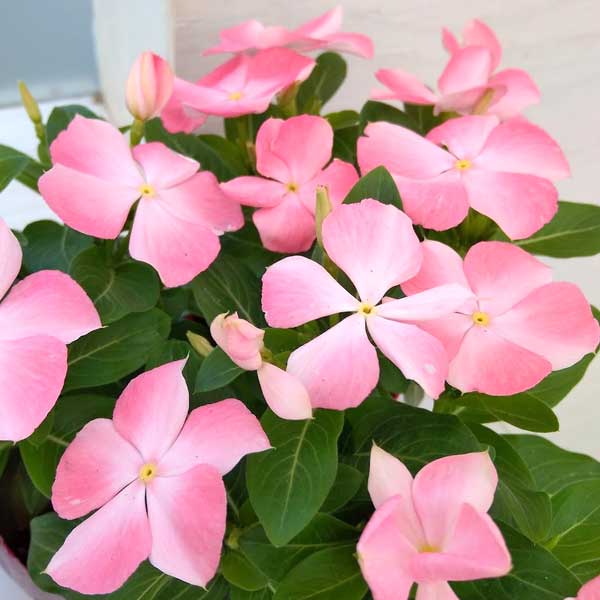 園芸ネット本店｜ニチニチソウ：ナツザクラ（夏桜）3号ポット 6株