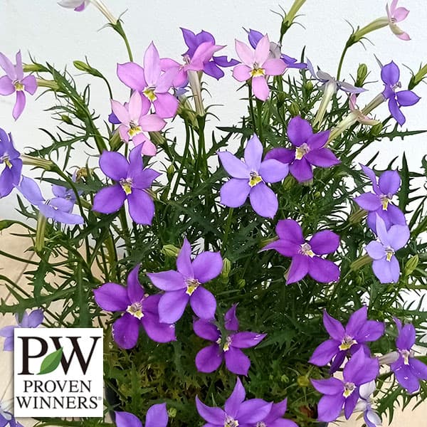 ローレンティア：フィズアンドポップ2色植え5号鉢植え