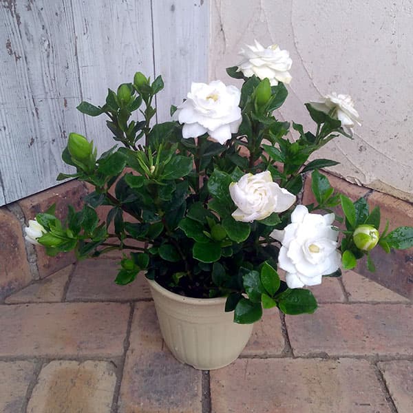 園芸ネット本店｜ヌマタクチナシ（八重咲き）6号鉢植え の通販【公式】