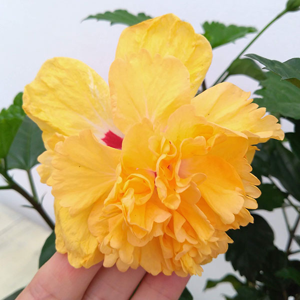 園芸ネット本店｜ハイビスカス：イエローフラミンゴ5号鉢植え の通販