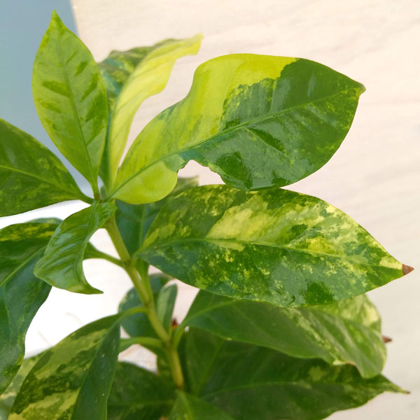 コーヒーの木　アラビカ種　希少花つき flower-net_10001750