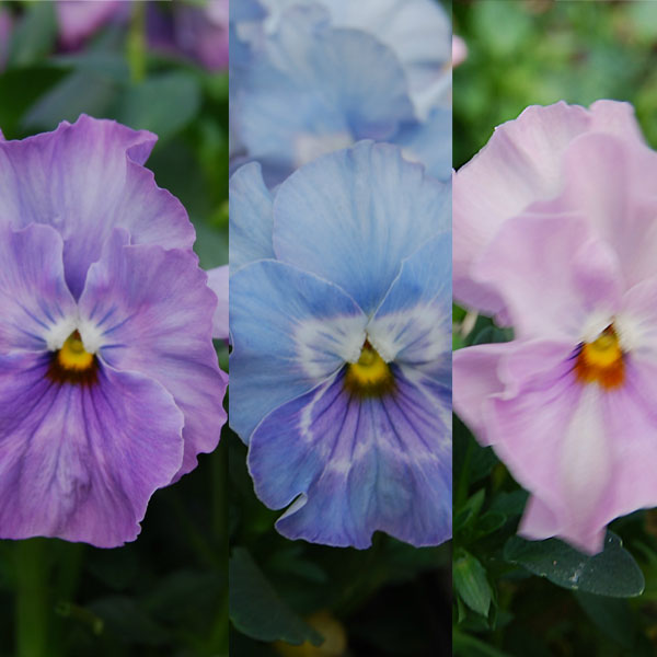 うえたコレクションパンジー：エール17（セブンティーン）3.5号ポット 6株セット