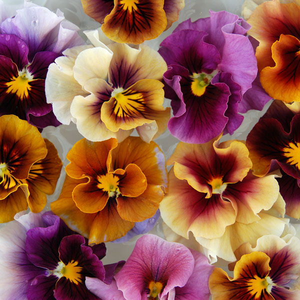 [送料無料]うえたコレクションパンジー：マシェリマダム3.5号ポット 24株セット