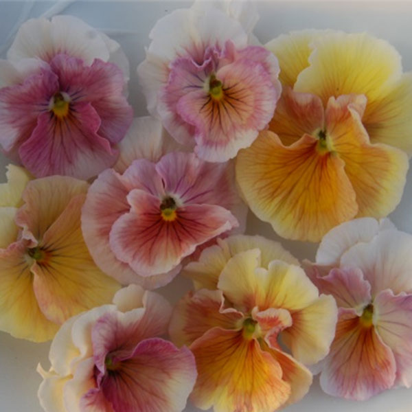 うえたコレクションビオラ：シフォンピーチ3.5号ポット 12株セット