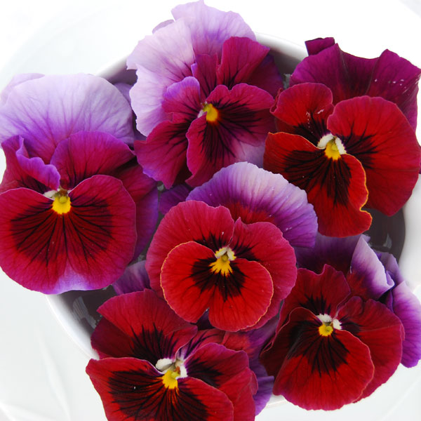 うえたコレクションビオラ：レインボーウェーブUSA3.5号ポット 12株セット