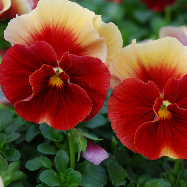 うえたコレクションビオラ：レインボーウェーブアプリコットローズビーコン3.5号ポット 12株セット