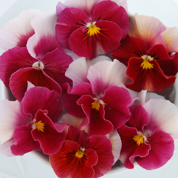 うえたコレクションビオラ：レインボーウェーブピンクローズビーコン3.5号ポット 6株セット