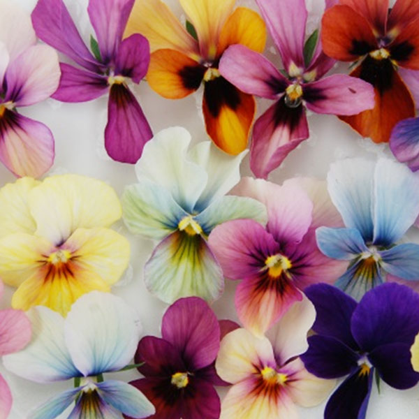 [送料無料]うえたコレクションビオラ：パピヨンワールド3.5号ポット 24株セット