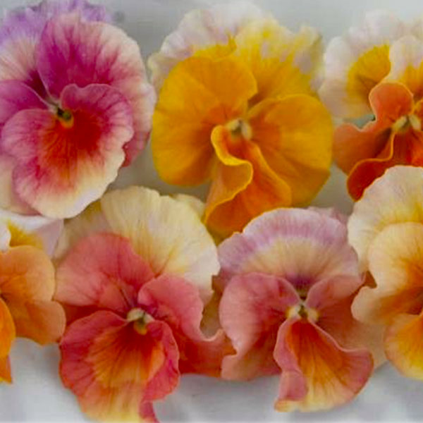 うえたコレクションビオラ：アンジュフルール3.5号ポット 6株セット