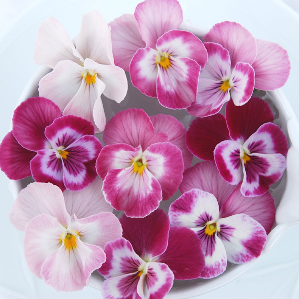 うえたコレクションビオラ：スイートラブ3.5号ポット 6株セット