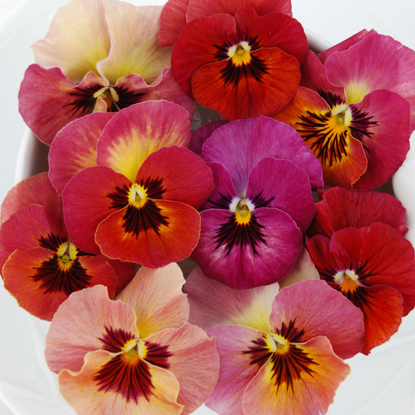 うえたコレクションビオラ：リンゴの詩3.5号ポット 6株セット