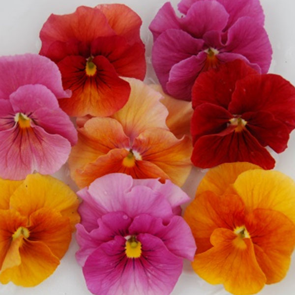 [送料無料]うえたコレクションビオラ：ルージュのシンフォニー3.5号ポット 24株セット