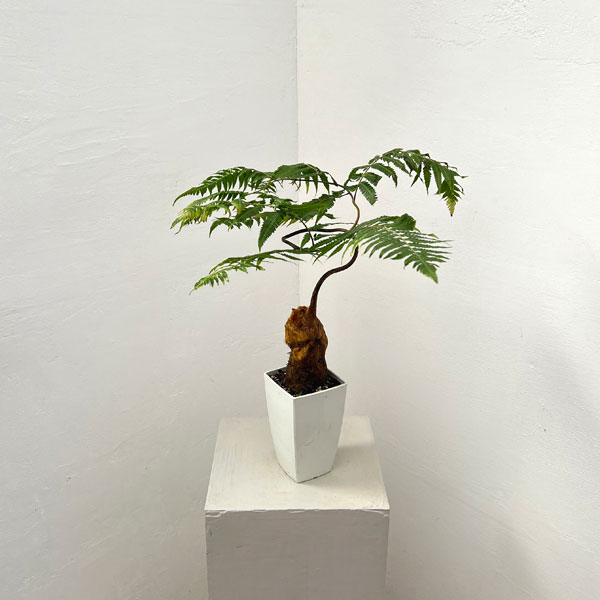 タカワラビ：キンモウコウ　セレクト　3.5号鉢植え