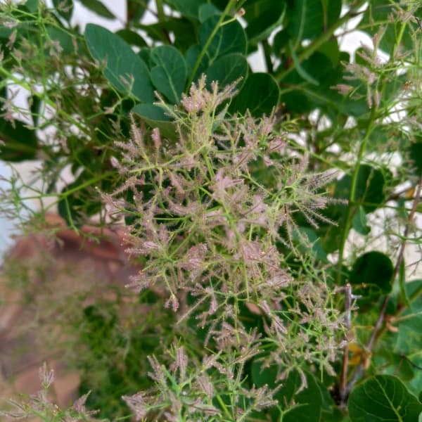 スモークツリー：グリーンボール 6号鉢植え