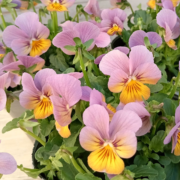 園芸ネット本店｜見元園芸さんのビオラ：ことりのクック3.5号ポット の