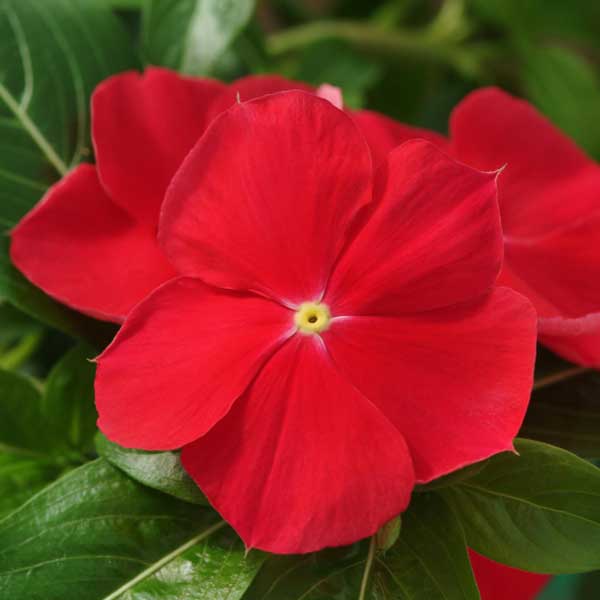 [26年6月中下旬予約]ニチニチソウ（這性）：メディトレニアン　レッド3～3.5号ポット