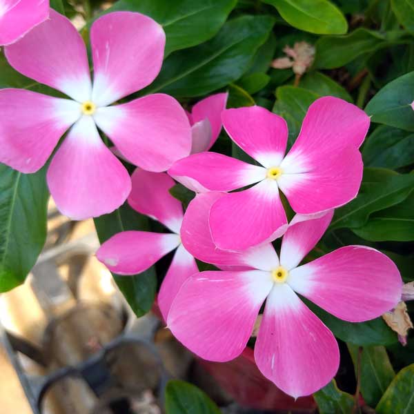 [26年6月中下旬予約]ニチニチソウ（這性）：メディトレニアン　ピンクハロー3～3.5号ポット