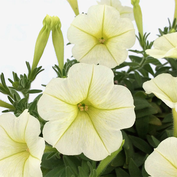 [26年5月中下旬予約]ペチュニア：華劇（かげき）　クリーム3.5号ポット