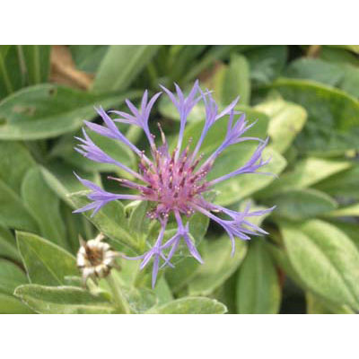 宿根ヤグルマソウ3号ポット