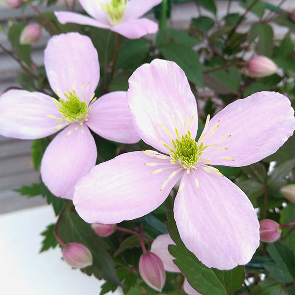 園芸ネット本店｜クレマチス：ピンクパーフェクション6号鉢植え の通販